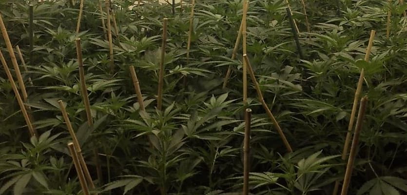 cannabis850x400 apr2017