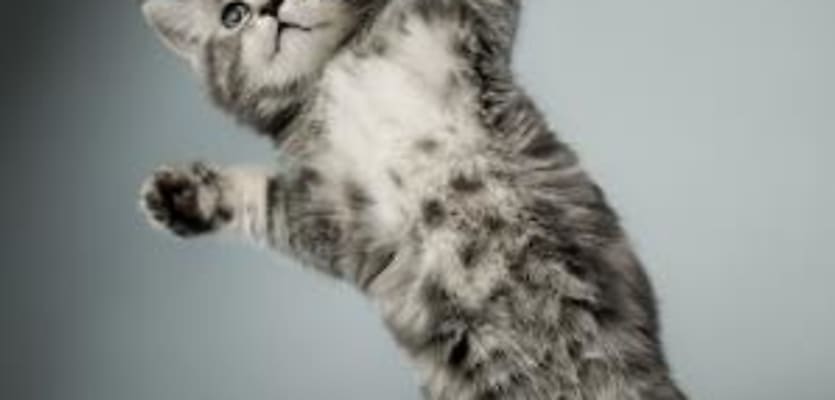 cat standing arms outstretched