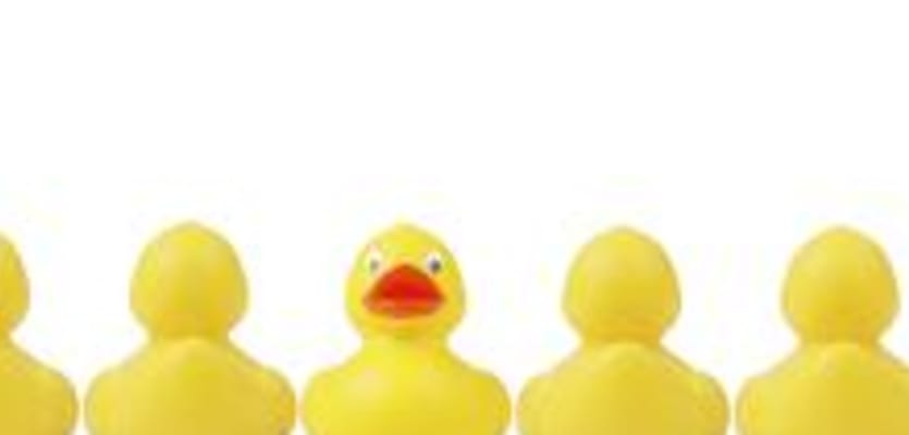 duck standing out