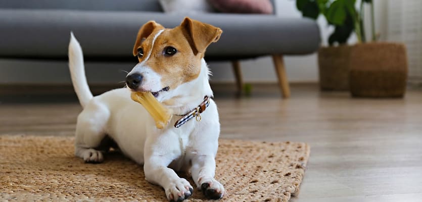 pet puppy house interior reb