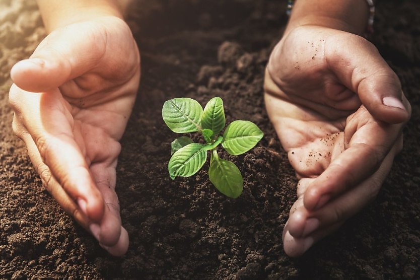 Capping About Climate Commitments Do Businesses Really Mean It