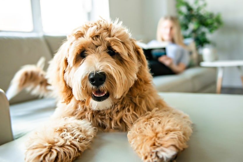 Want To Boost Productivity Bring Your Pet To Work