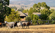 melbourne farm reb