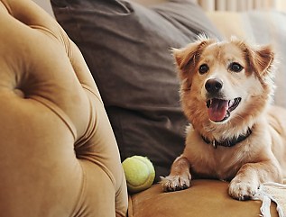 pet dog couch reb evnfyo