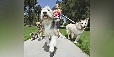 dogs lw bu5xys