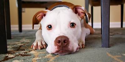 pet dog undertable spi