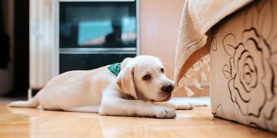 pet puppy indoor spi lyxro4