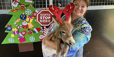 tyson micro donkey ri69d1