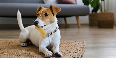 pet puppy house interior reb