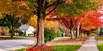 autumn trees suburb street spi gq4brl