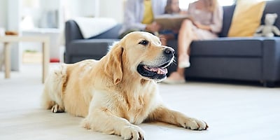 pet indoor spi ejuvta