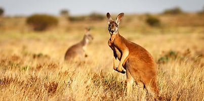 aussie kangaroo bushland csc qzeqk1