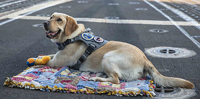 stress control canine US navy licpwd