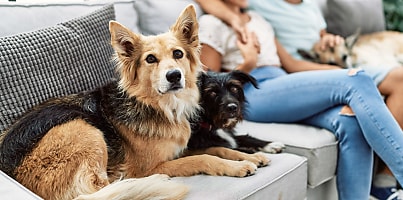 pet dogs at home reb gjku4k