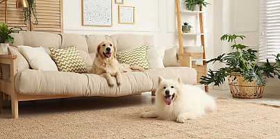 pet dogs couch reb qsefqq