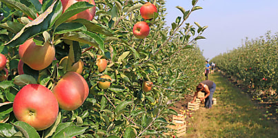 Farming