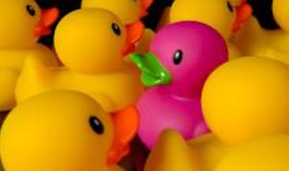 different duck pink yellow