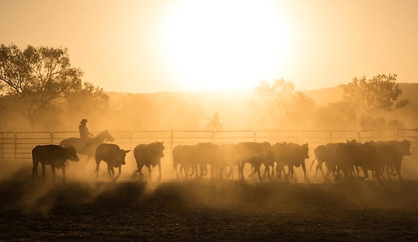 Cattle Australia faces legal action