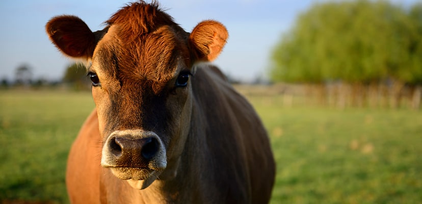 Ransomware attack on farmer kills cow and her calf