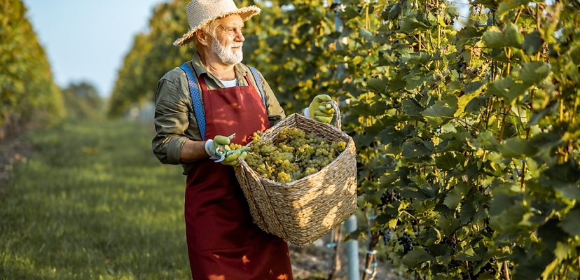 Grape expectations: AI could uncork solutions for saving the wine industry