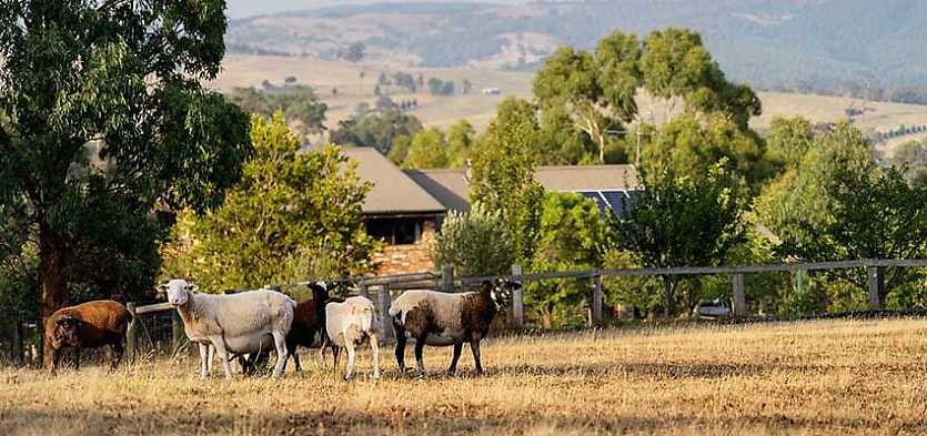 melbourne farm reb