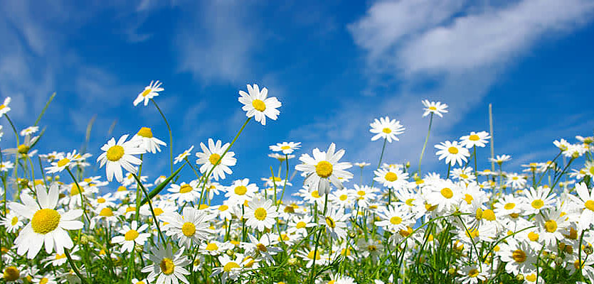 field of daisies reb