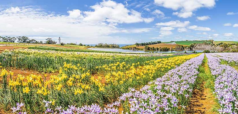 flower field tasmania reb