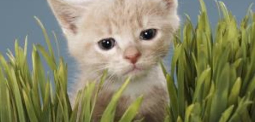 kitten in grass