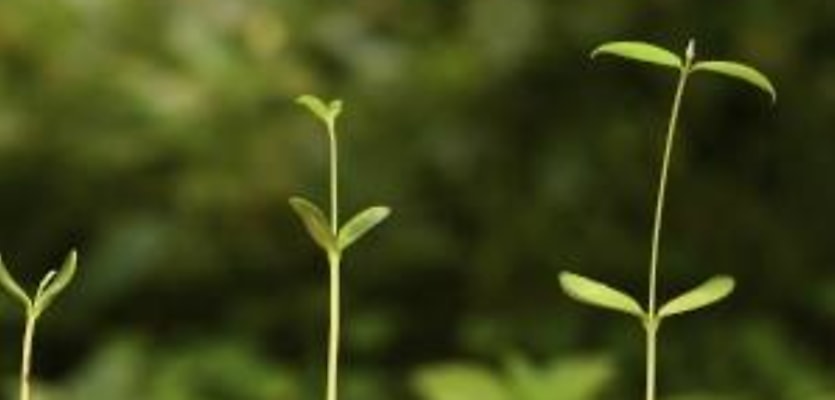 plants growing