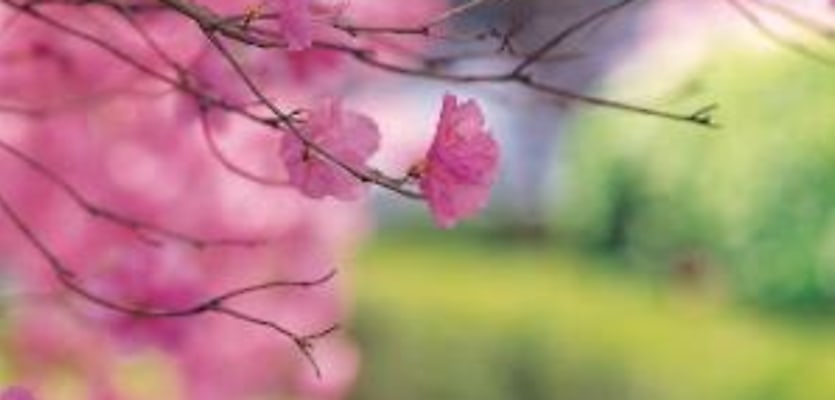 tree flowers spring