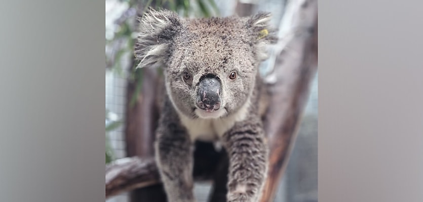 koala rehabilitation centre reb a8eipj