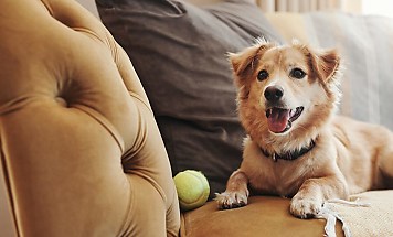 pet dog couch reb evnfyo