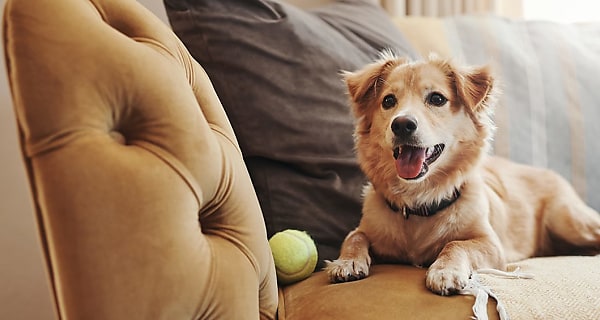 pet dog couch reb evnfyo