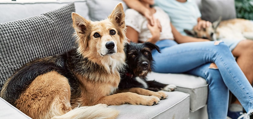 pet dogs at home reb gjku4k