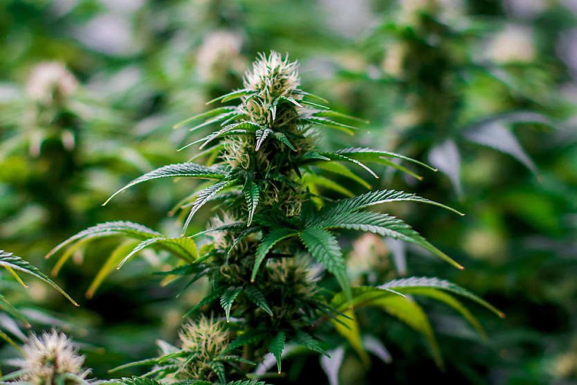 30k Granted To Frazzled Truckie Fired After Positive Cannabis Test