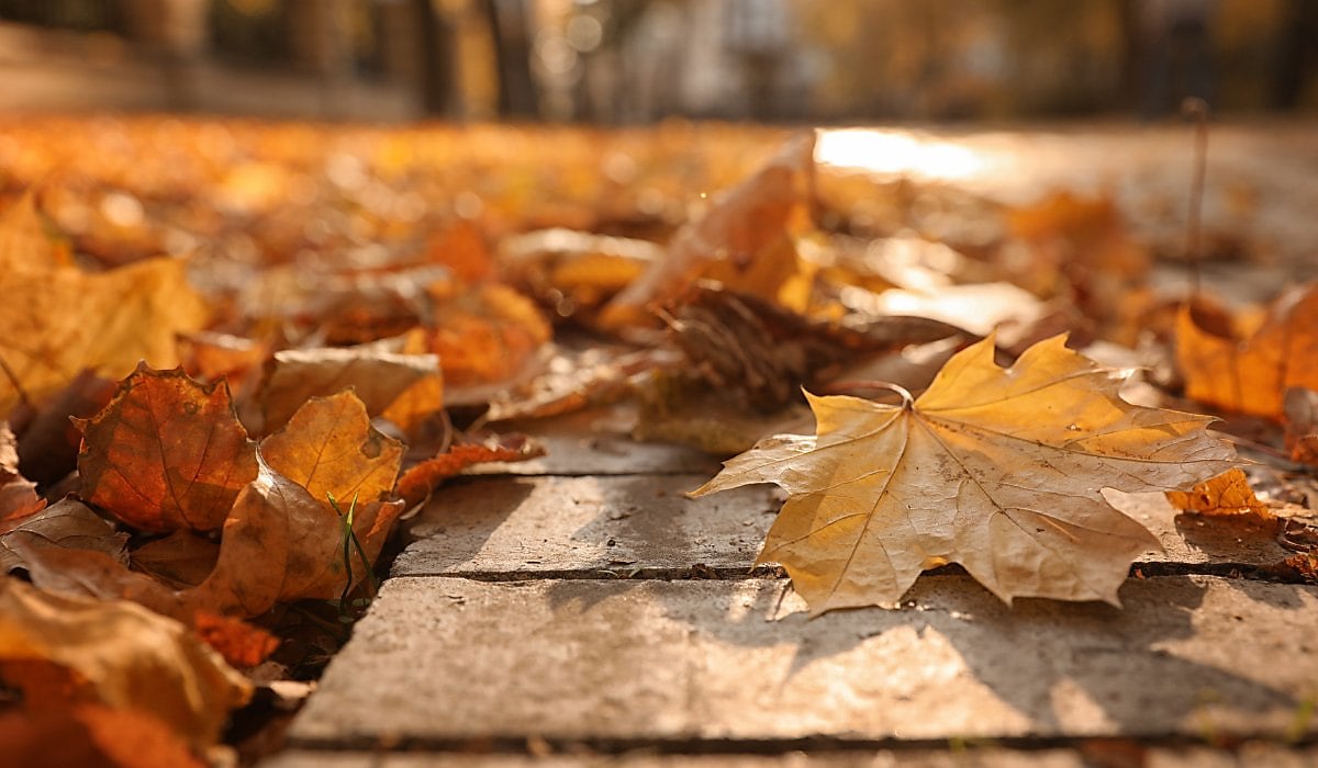 autumn leaves street spi eadqbf