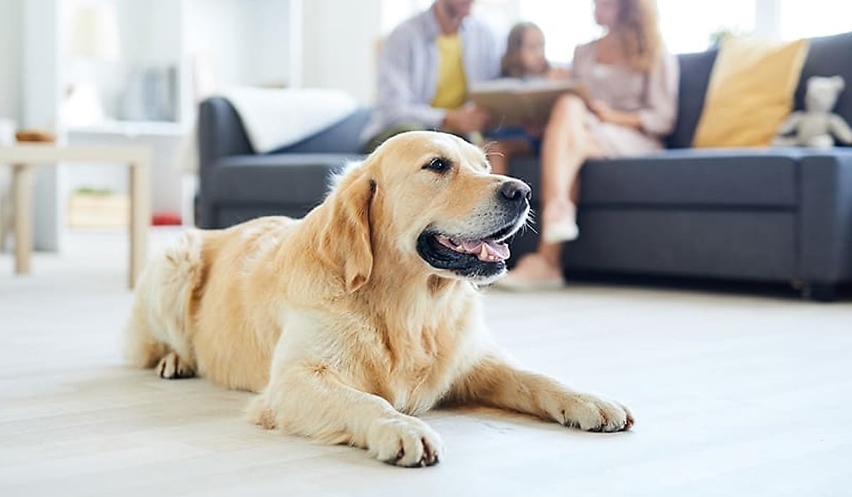 pet indoor spi ejuvta