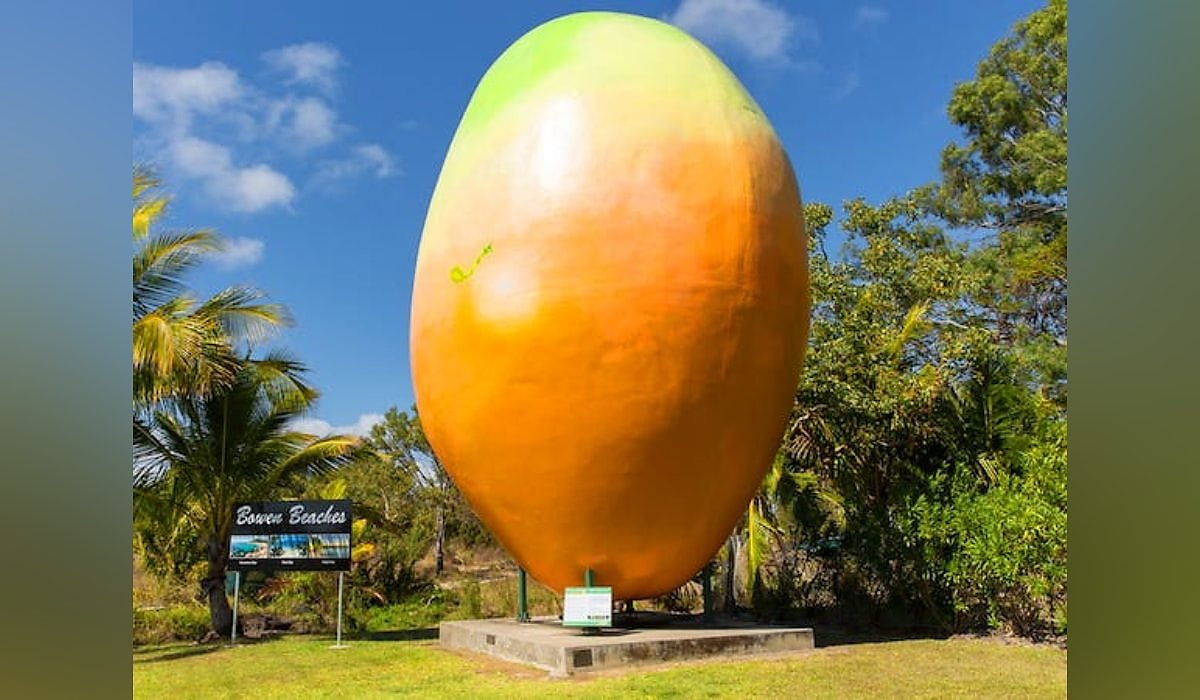 Big Mango bowen au spi jurhzi