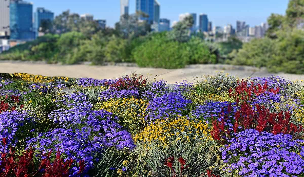 spring flowers WA spi yflsjh