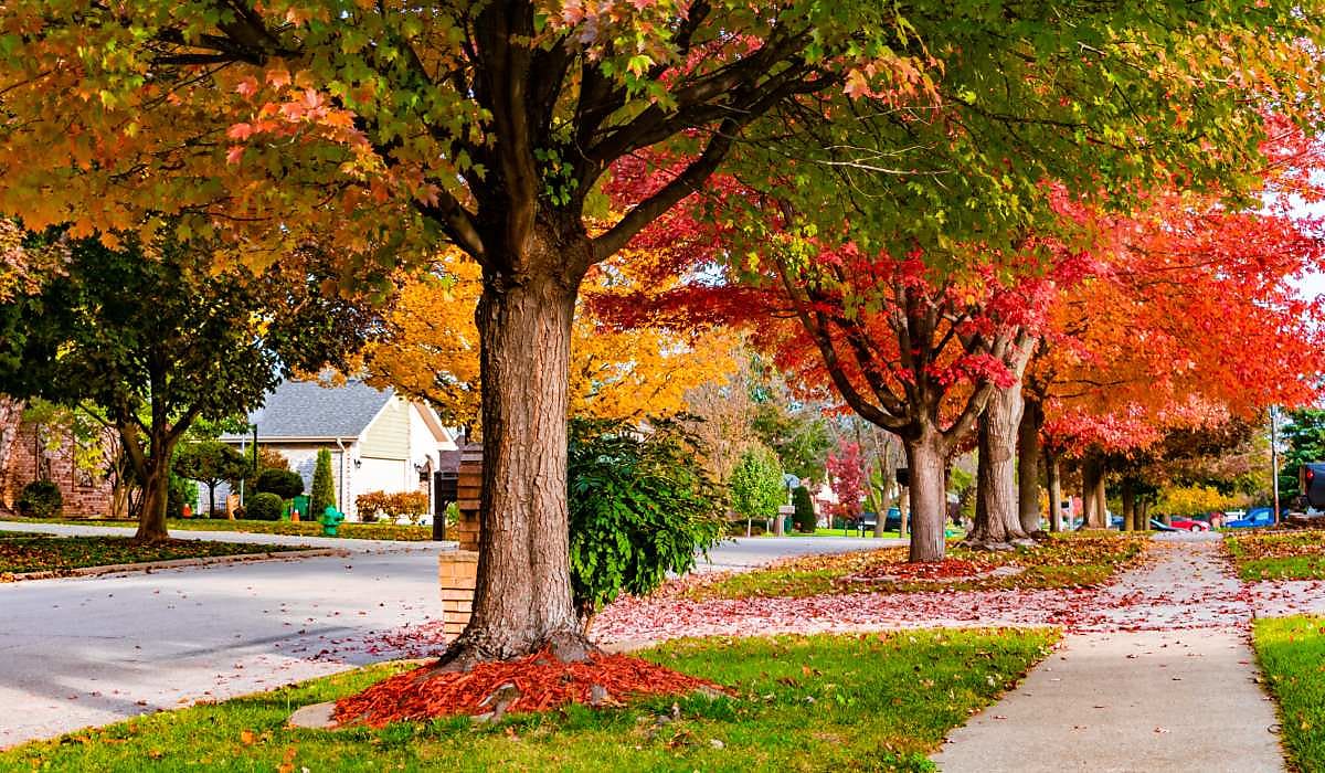 autumn trees suburb street spi gq4brl
