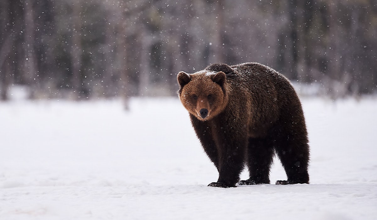 bear snow winter spi b8qrph