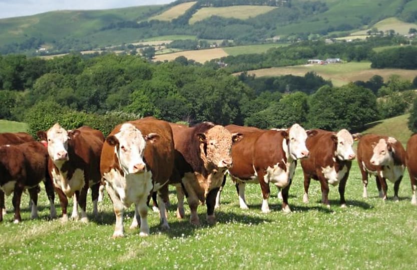 beef and pharmaceuticals could prevent australia us trade deal commbank predicts