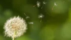 discover item desktop