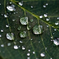 New Forests announces four-person team to lead new agriculture division - Vimarsana News