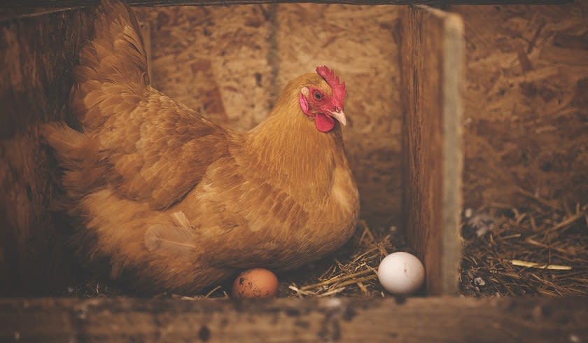 https://res.cloudinary.com/momentum-media-group-pty-ltd/image/upload/v1655776544/Smart%20Property%20Investment/intro-images/839x487/chicken-egg-spi.jpg