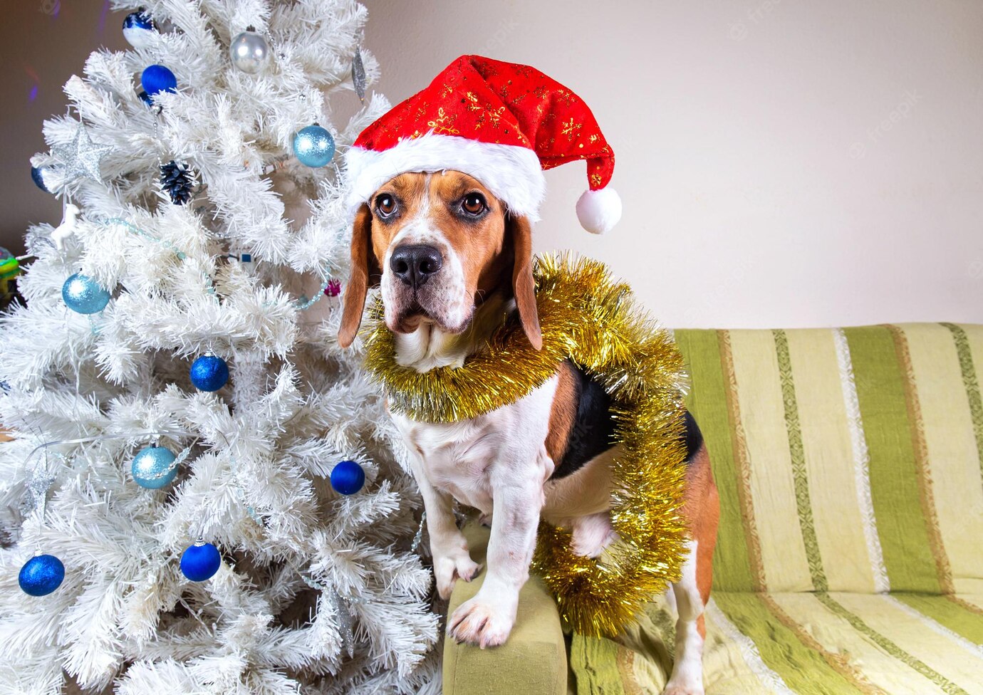 Beware of fake puppies and other holiday scams