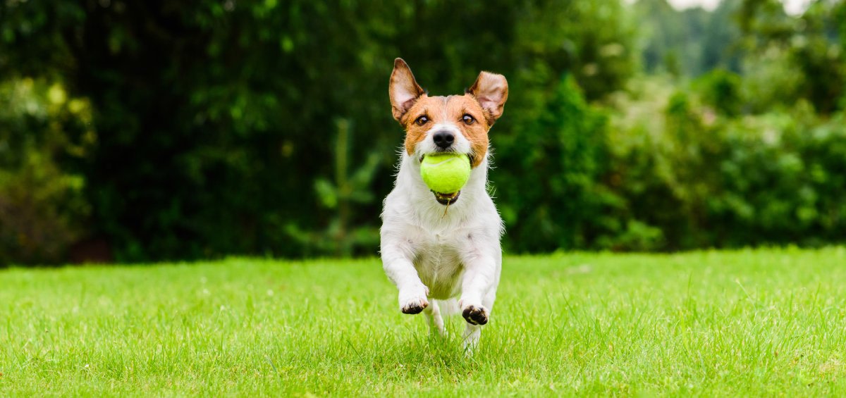 FHBs prefer space for pets over proximity to family - Vimarsana News