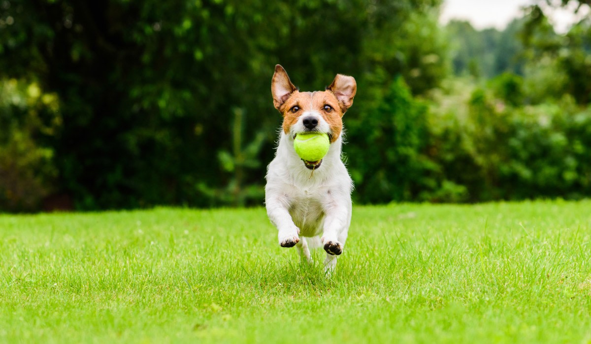 First home buyers prefer space for pets over proximity to family - Vimarsana News