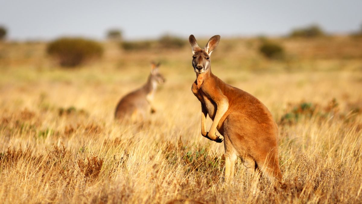 https://res.cloudinary.com/momentum-media-group-pty-ltd/image/upload/v1692847473/Cyber%20Security/aussie-kangaroo-bushland-csc_qzeqk1.jpg