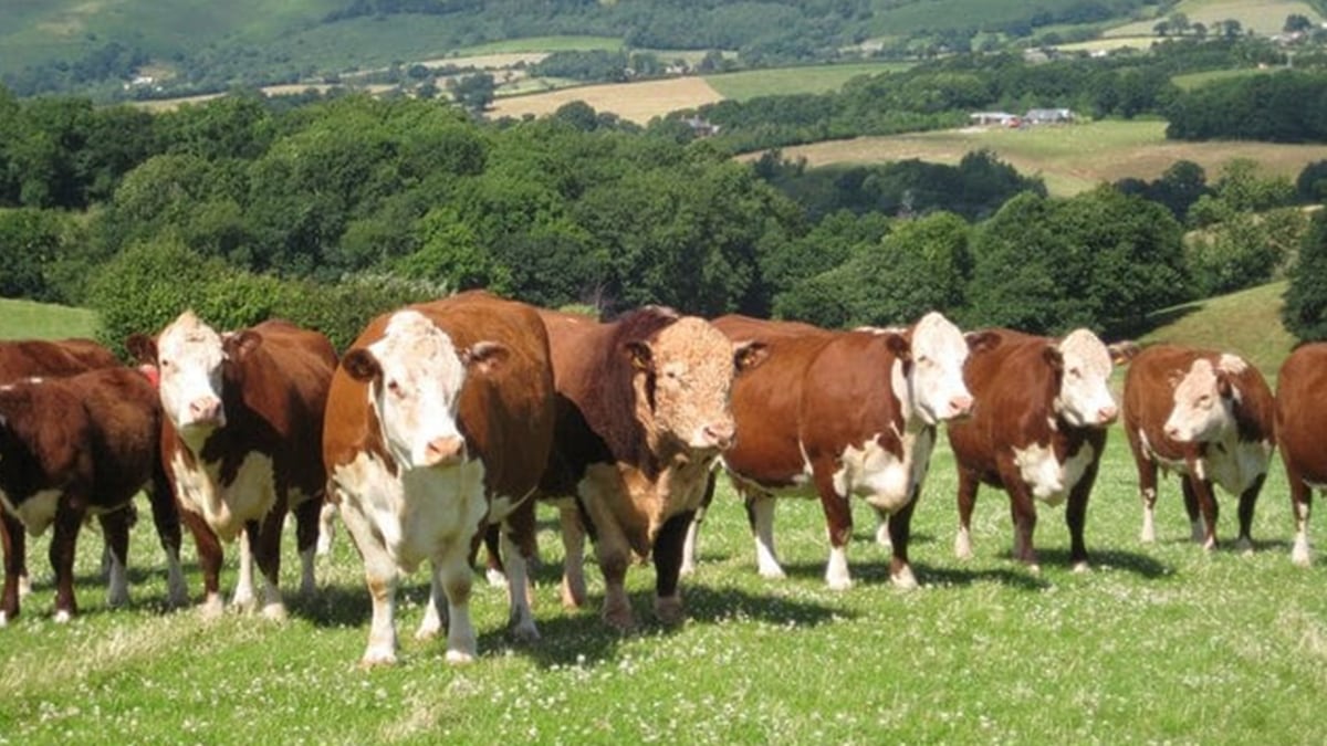 https://res.cloudinary.com/momentum-media-group-pty-ltd/image/upload/v1699587579/cows-mm_sart6b.jpg
